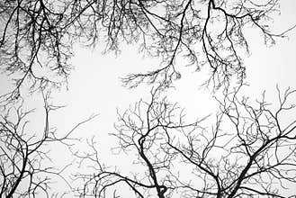 Bare Tree Branches