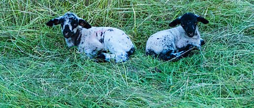 Lamb Twins in green Grass