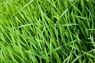 Grass