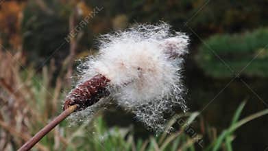 Fluffy fuzzy Cattails close-up on autumn river