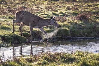 Deer with hot breath crossing a stream