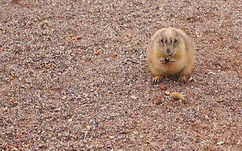 Prairie Dog Snack Time