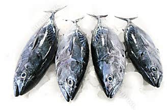Tuna Fish