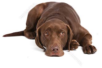 Labrador retriever on white background
