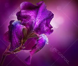 Iris Flowers Art Design