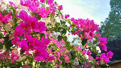 Bougainvillea pink white flowers blossoms in Puerto Escondido Mexico