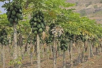 Papayas on tree, Carica papaya, Caricaceae, Maharashtra, I
