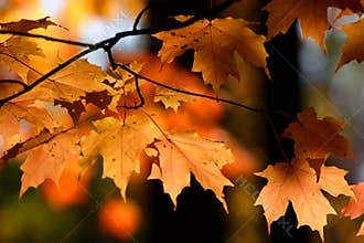 Orange autumn leaves, backlit