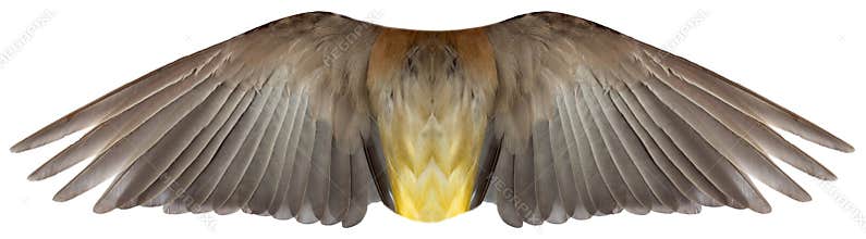 Bird or Angel Feather Wings Isolated