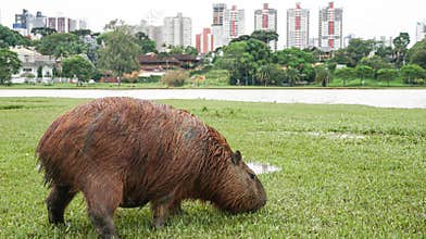 Wild capybaras live freely in Barigui Municipal Park, city of Curitiba