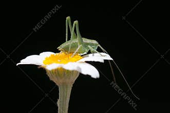 Exploring Nature's Agile Jumpers