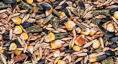 Food for rodents video background. Healthy animal food background. Dry grains for hamsters, rats, chinchillas, mice