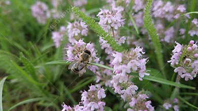 Closeup bee collects nectar from blooming wild creeping thyme herb