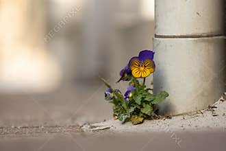 wild violin flower on the road