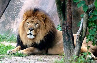 Lion King of Beast at the Memphis Zoo
