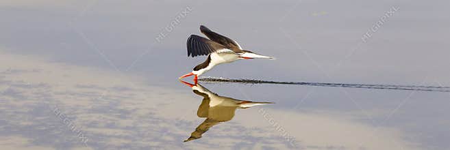 Panoramic Photograph of Caspian Tern