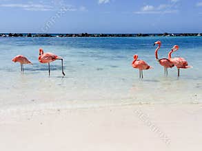 Aruba Flamingo