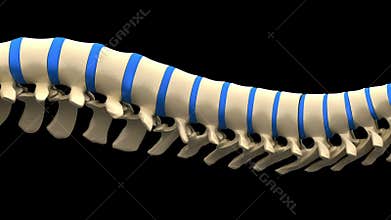 Spine Anatomy - Backbone isolated on Black