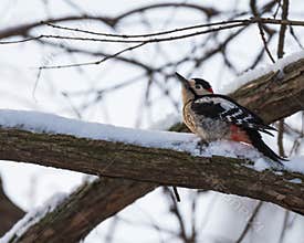 Great Spotted Woodpecker in a Tree Covered by Snow