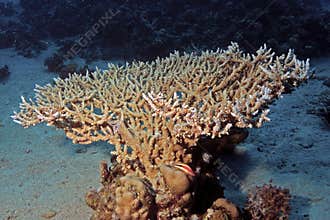 Acropora divaricata