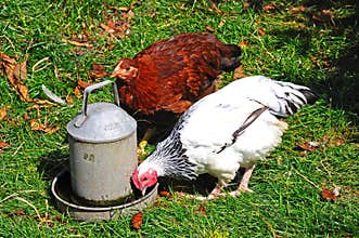 Light Sussex Bantam chickens.