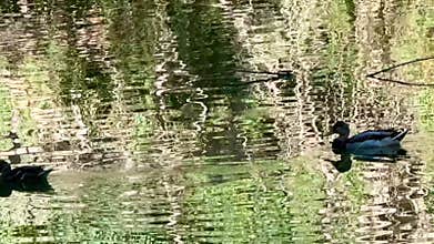Waterfowl and farm birds in a public park, in the wild.