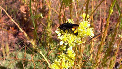 Scolia hirta, medium-sized wild wasp collecting nectar on flowers in the garden