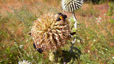 Scolia hirta, medium-sized wild wasp collecting nectar on flowers in the garden
