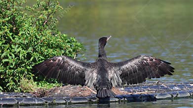 Great Cormorant in in southern Sweden