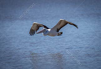 An Australian pelican flies low over the waters of a lake.
