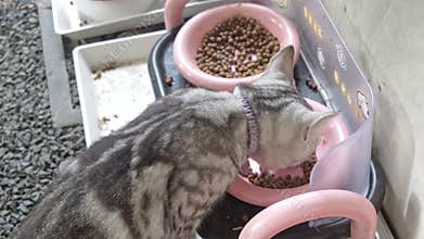 4K close up video of a gray and white Scottish Fold cat eating dry food. Cute domestic pet