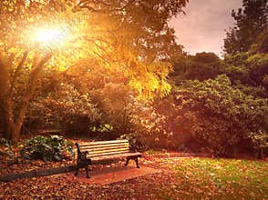 Autumn bench in park