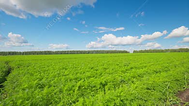 A Lush Green carrots Field Sprawling Under a Bright Blue Sky with Fluffy White Clouds Above