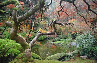 Zen Trees