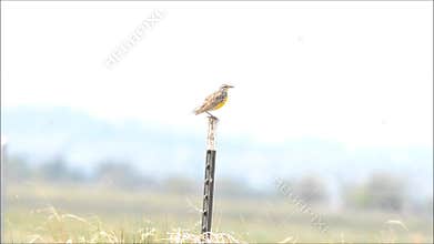 Western Meadowlark song