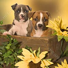 Two puppies