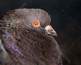 Beautiful Pigeon Portrait in the Dark Woods
