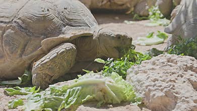 Giant aldabra tortoises eating lettuce in a sandy enclosure