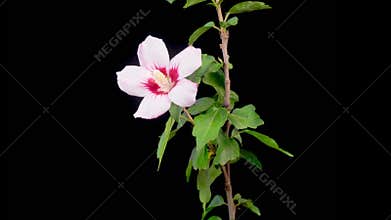 Opening Beautiful White Hibiscus Flower