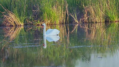 Mute swan (Cygnus olor). A white swan swims gracefully across a pond against a backdrop of reeds. Slow motion.