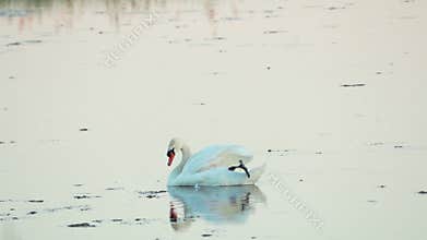 Mute swan (Cygnus olor). A white swan swims in a pond. The bird preens her feathers. Slow motion
