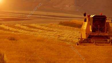 Wheat harvest field