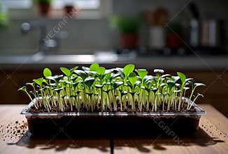 Watch seeds sprout into vibrant seedlings in this home garden video, a journey of growth