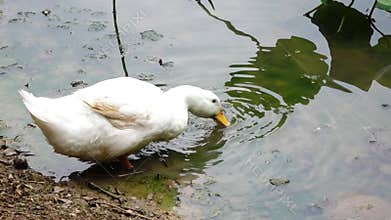 A duck drink water