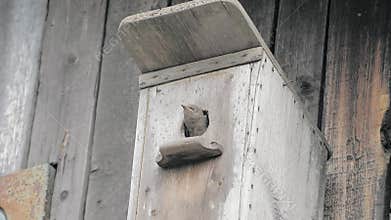 Wildlife Scene: Starling Chicks Begging for Food