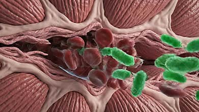 Close-up View Of Red Blood Cells And Bacteria Flowing Through A Blood Vessel With Muscle Tissue Background During Medical
