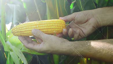 Farmer in Cultivated agricultural Corn Field examining young corn cob before the harvest season.