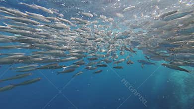 Underwater view of shoal sardine fish in sea