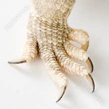 Bearded Dragons claw