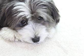 A cute dog.